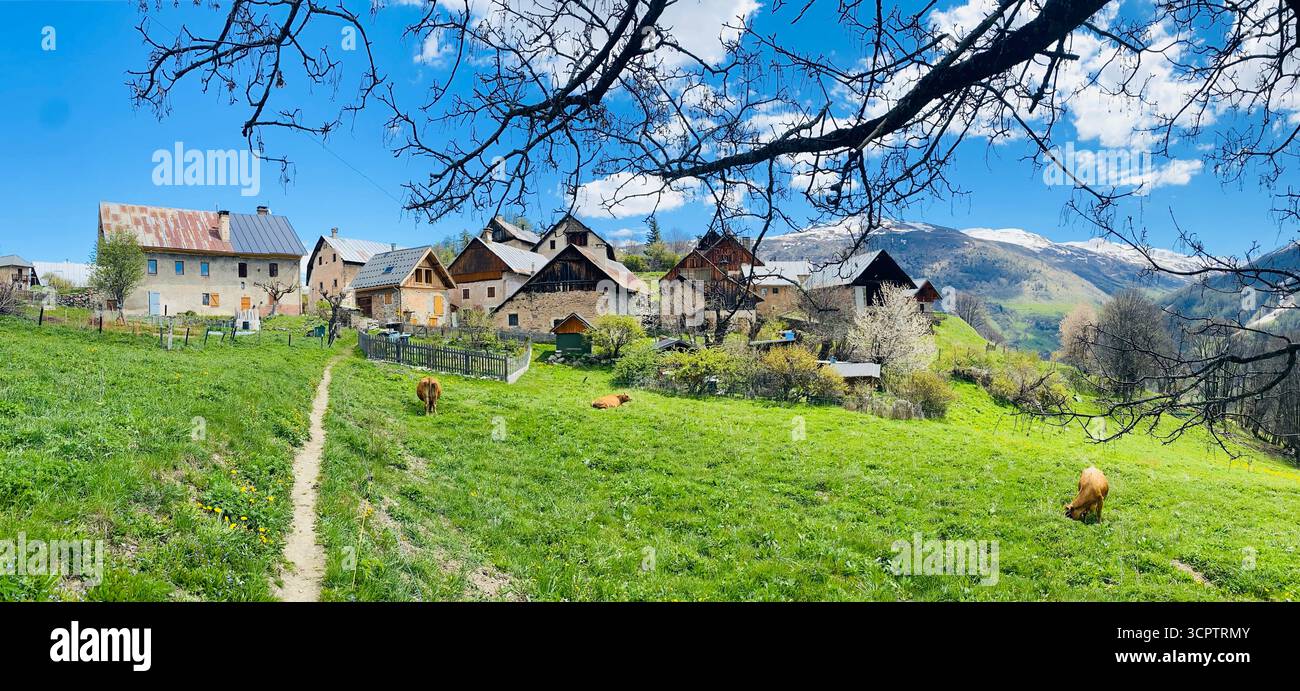 Village rural avec des vaches de pâturage, des maisons traditionnelles et des montagnes enneigées sous Blue Sky - Image de stock capturée avec un smartphone