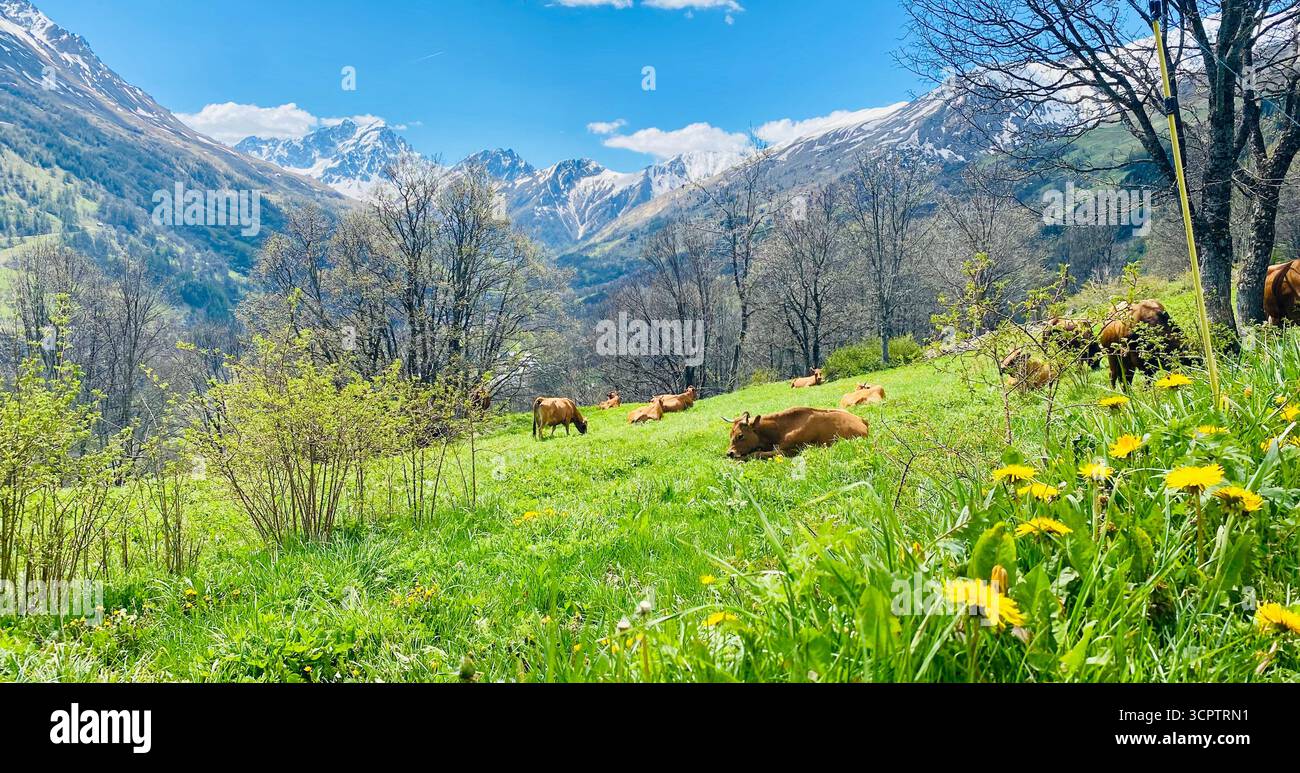 Pâturage des vaches dans le pré fleuri avec montagnes enneigées et ciel bleu dans paysage de printemps - Image de stock capturée avec un smartphone