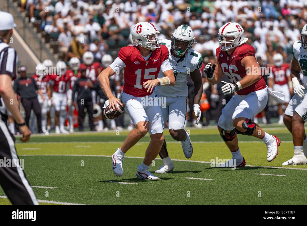 Redshirt quarterback senior #15 pour Stanford est prêt à lancer lors d'un match à enjeux élevés contre Hawaii. Idéal pour les images éditoriales sportives et NCAA. Banque D'Images