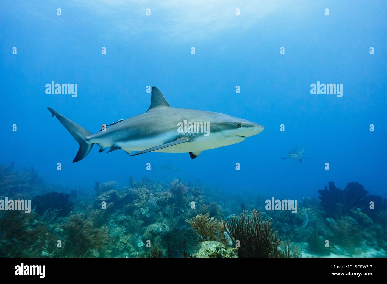 Un requin de récif des Caraïbes nage au-dessus d'un récif corallien dans une eau bleu clair. Le requin est gris avec un ventre blanc et a un long museau pointu. Il est entouré par d'autres requins au loin. Banque D'Images
