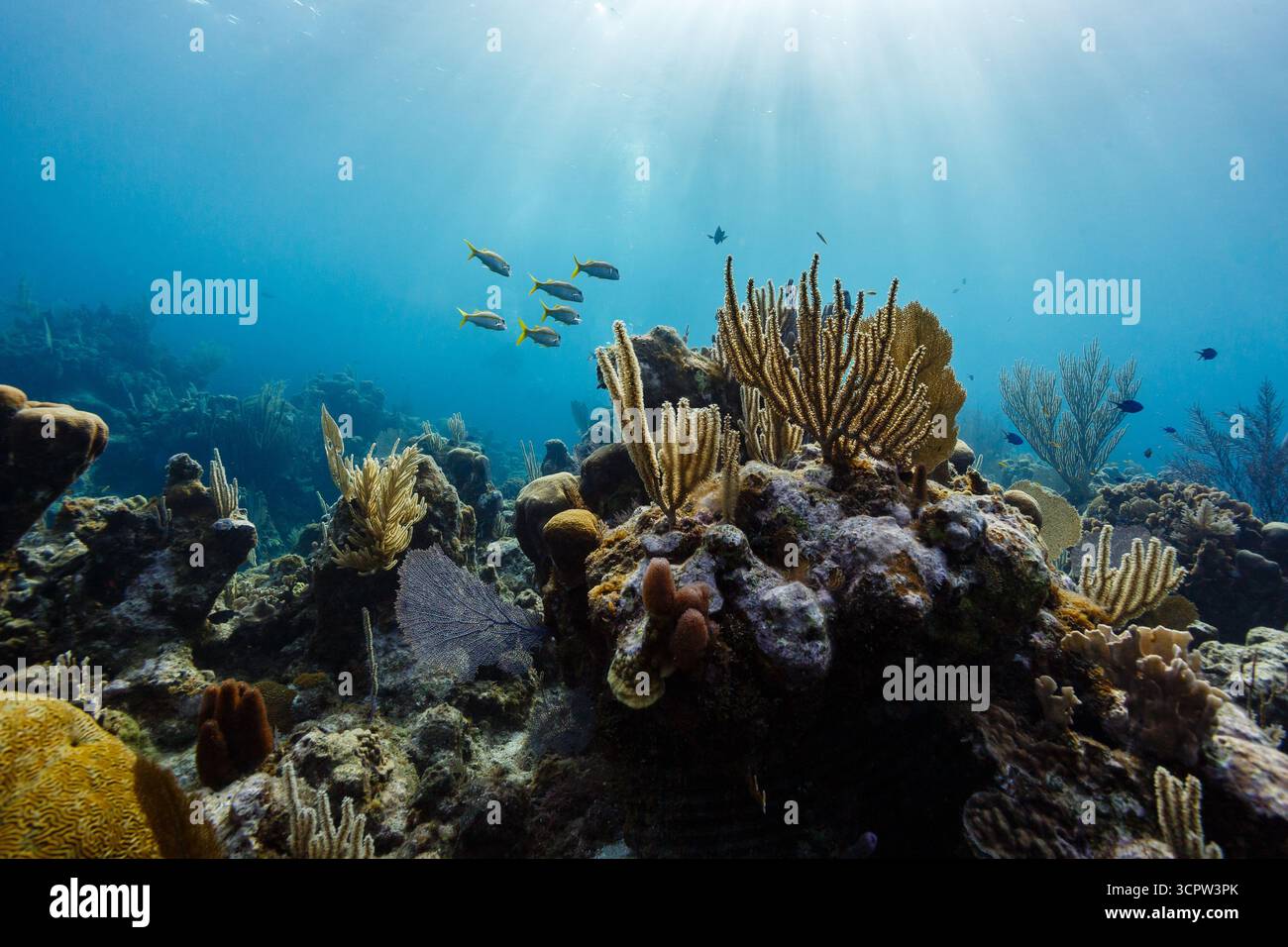Une école de vivaneaux à queue jaune nage au-dessus d'un récif corallien vibrant, illuminé par la lumière du soleil filtrant à travers l'eau bleue claire, mettant en valeur la beauté et la biodiversité de l'écosystème sous-marin. Banque D'Images Une école de vivaneaux à queue jaune nage au-dessus d'un récif corallien vibrant, illuminé par la lumière du soleil filtrant à travers l'eau bleue claire, mettant en valeur la beauté et la biodiversité de l'écosystème sous-marin. Banque D'Images