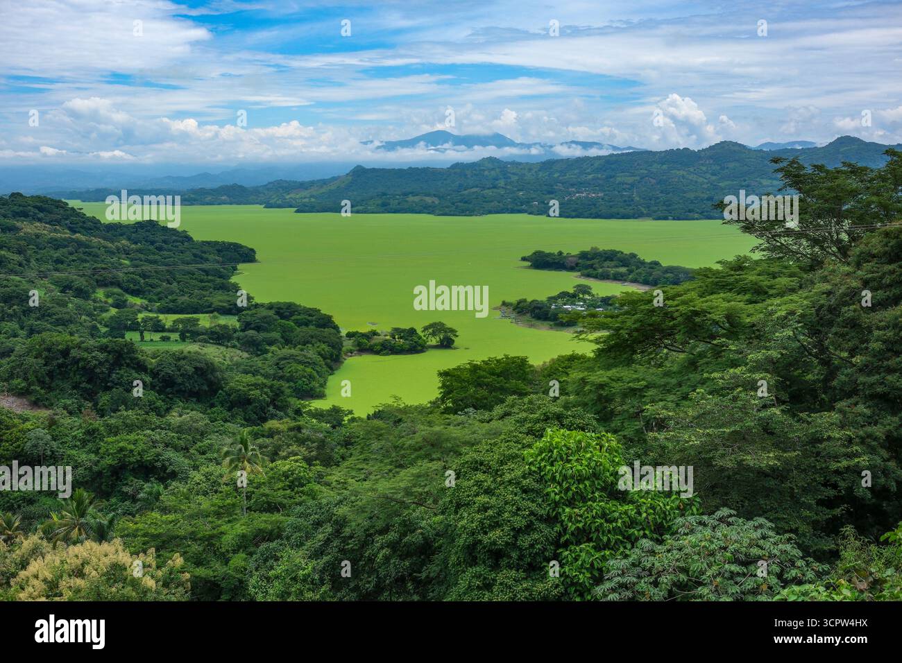 Suchitoto, El Salvador - 29 août 2025 : réservoir de Cerron Grande, également connu sous le nom de lac Suchitlan, couvert de laitue d'eau à Suchitoto, El Salvador. Banque D'Images