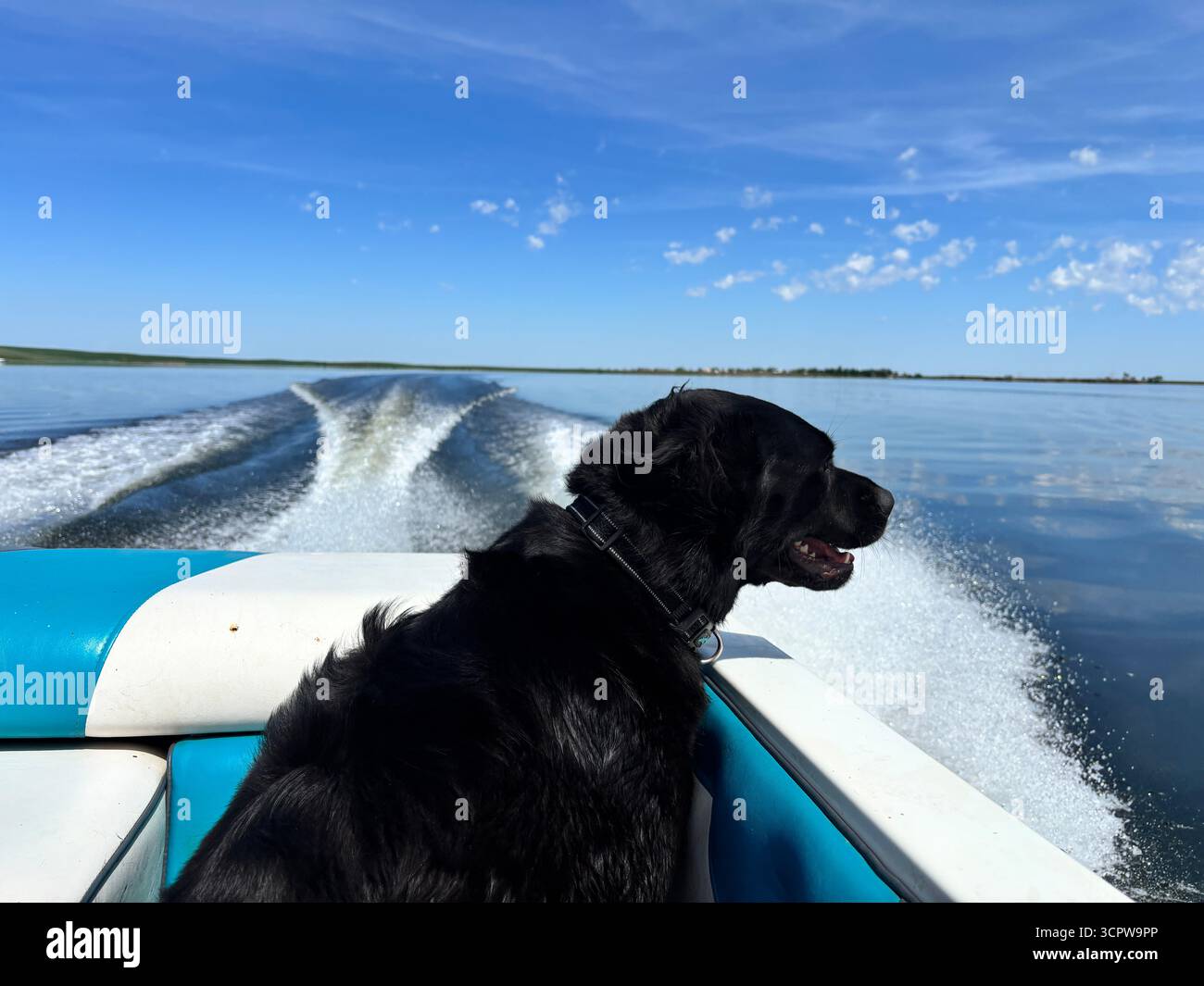 ''Un chien noir à la fourrure balayée par le vent aime une promenade en bateau à grande vitesse par une journée ensoleillée et bleu-ciel, regardant attentivement au-dessus de l'eau libre.'' - Image de stock capturée avec un smartphone