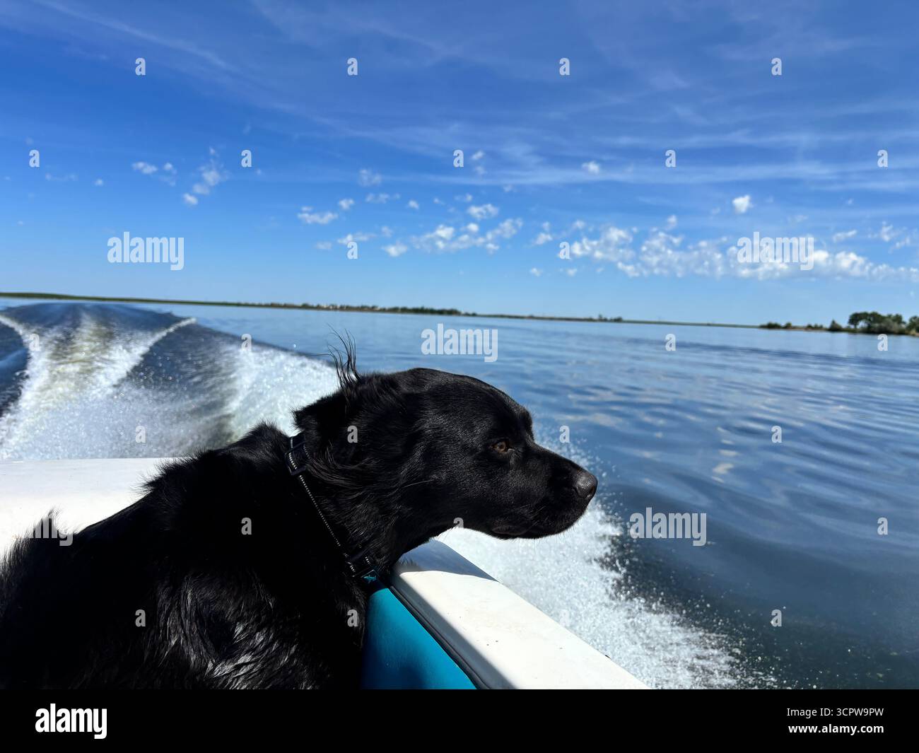 ''Un chien noir à la fourrure balayée par le vent aime une promenade en bateau à grande vitesse par une journée ensoleillée et bleu-ciel, regardant attentivement au-dessus de l'eau libre.'' - Image de stock capturée avec un smartphone