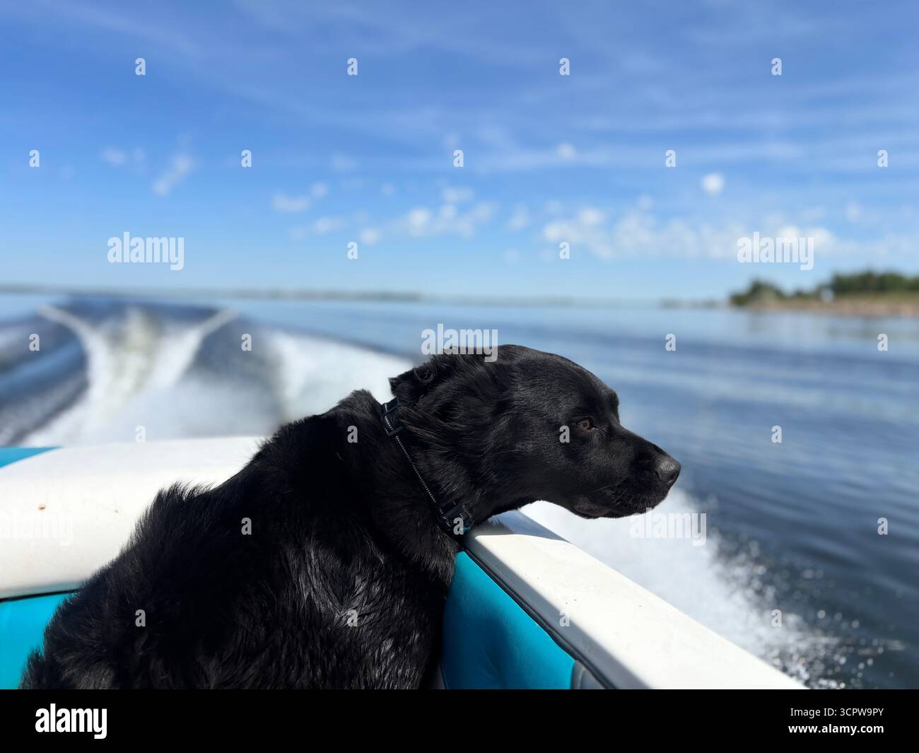 ''Un chien noir à la fourrure balayée par le vent aime une promenade en bateau à grande vitesse par une journée ensoleillée et bleu-ciel, regardant attentivement au-dessus de l'eau libre.'' - Image de stock capturée avec un smartphone