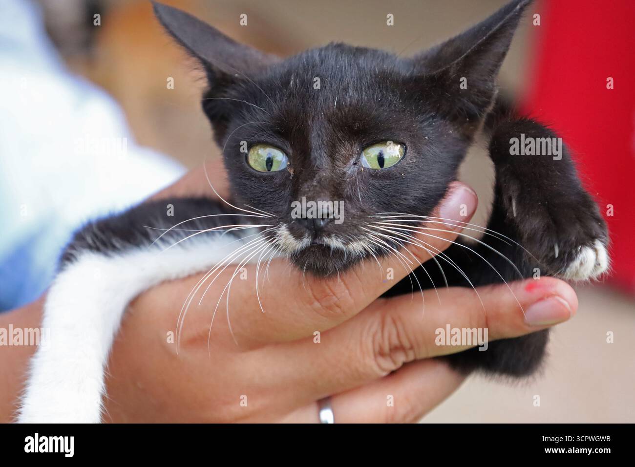 Aceh Besar, Aceh, Indonésie. 27 septembre 2025. Un médecin examine l'état de santé d'un chat errant avec une condition déplorable pendant la commémoration de la Journée mondiale de la rage dans le district de Pulo Aceh, régence d'Aceh Besar, Aceh, Indonésie. Cette action de service social avec l'Association indonésienne des chats (ICA) Aceh, Banda Aceh Cat Lovers (CLBA) et les rangs du gouvernement de la régence d'Aceh Besar fait partie des activités préventives visant à prévenir la propagation de la rage dans les îles périphériques de l'Indonésie par des injections de vaccin antirabique chez les chats errants, les chats domestiques, les chiens domestiques. (Crédit image : © Khairu Syukrillah/ZUMA Banque D'Images