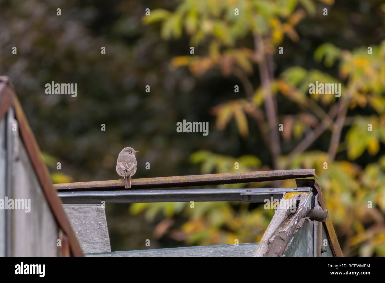 Oiseau rouge noir européen (Phoenicurus ochruros) avec visage noir et croupe rouge orangé perché sur le toit de l'ancien rustique, automne en Autriche, UE Banque D'Images