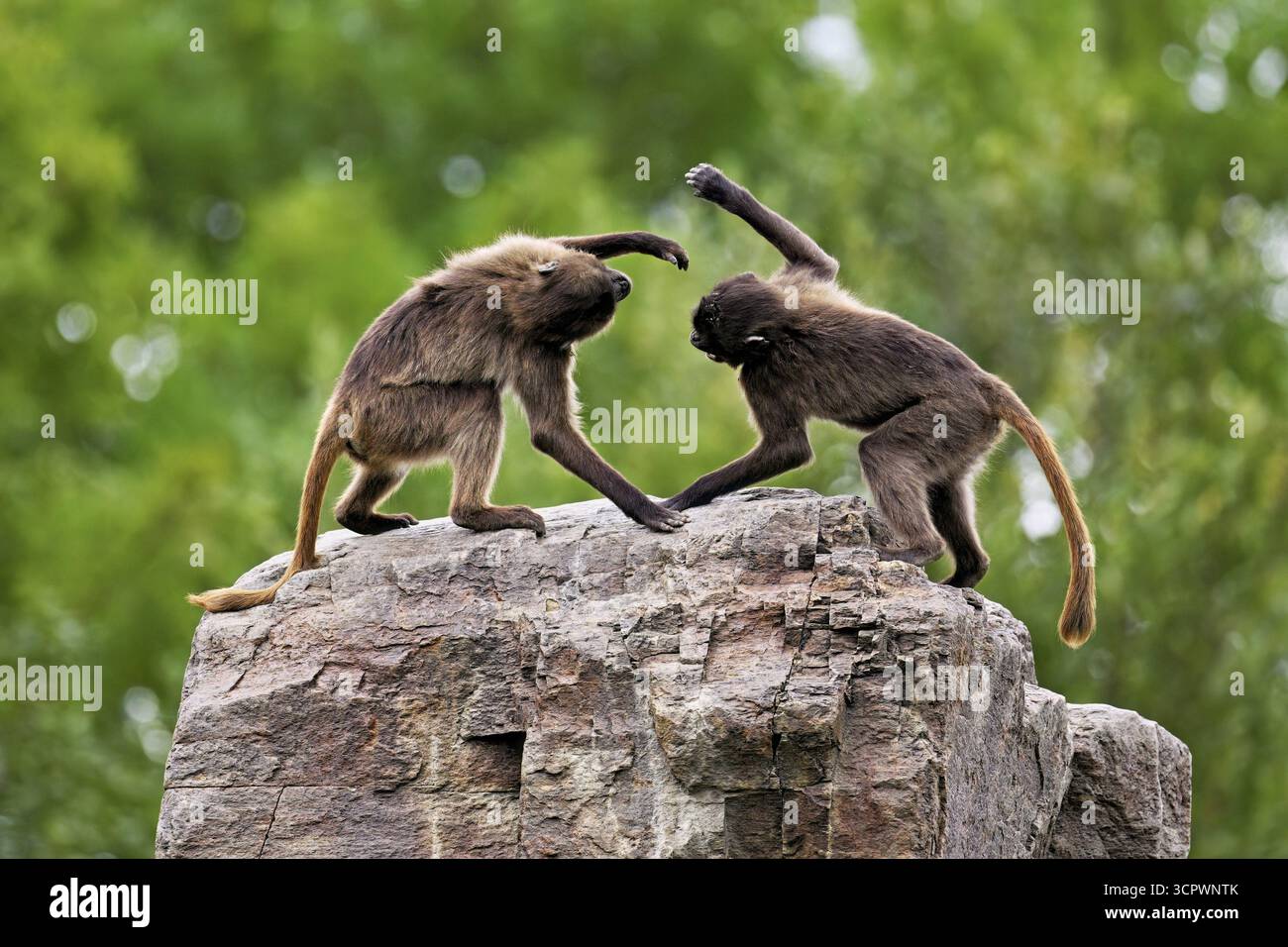 Deux djeladas ou babouins à poitrine sanguine (Theropithecus gelada), dans un combat ludique sur rocher, captif, Suisse Banque D'Images