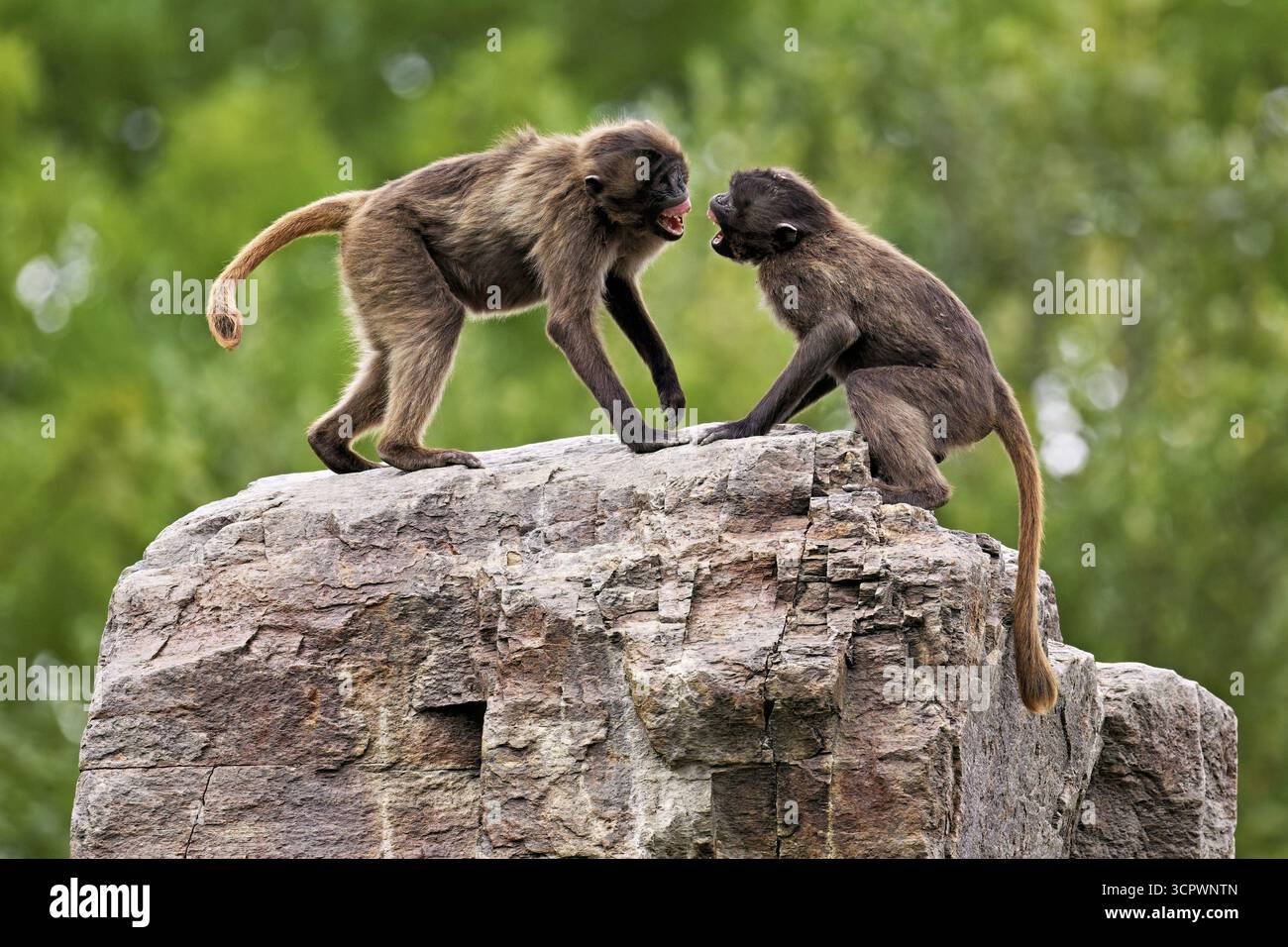 Deux djeladas ou babouins à poitrine sanguine (Theropithecus gelada), dans un combat ludique sur rocher, captif, Suisse Banque D'Images