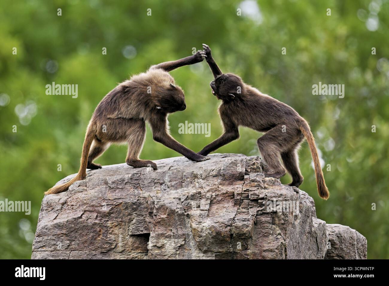 Deux djeladas ou babouins à poitrine sanguine (Theropithecus gelada), dans un combat ludique sur rocher, captif, Suisse Banque D'Images
