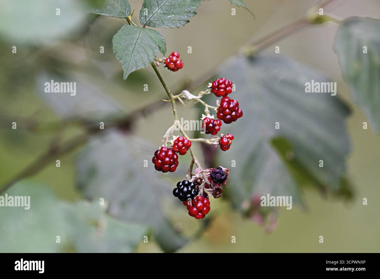 Mélange coloré de mûres noires mûres et rouges non mûres (Rubus), sur un arbuste à feuilles caduques, Suisse Banque D'Images