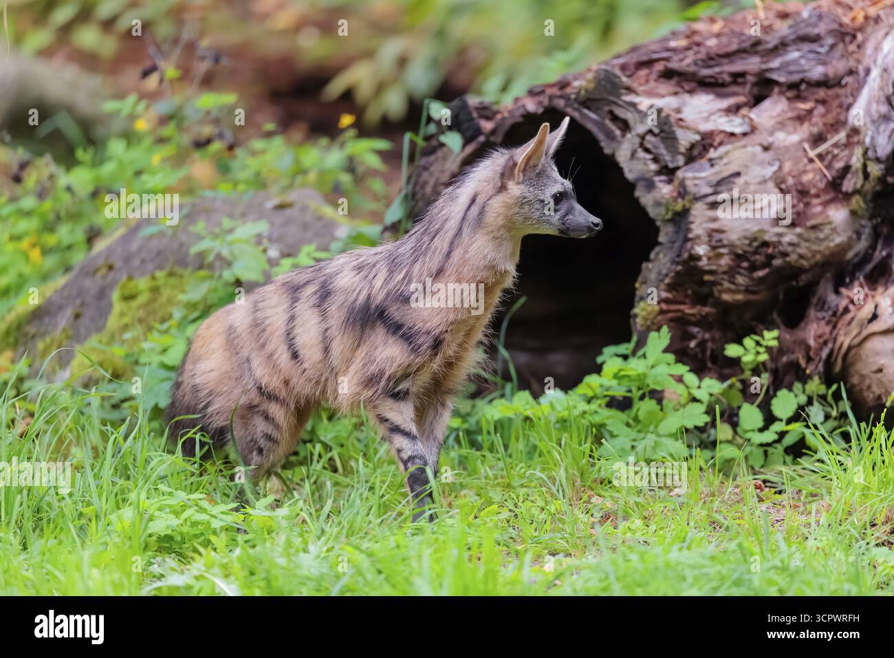Un loup d'aardwolf (Proteles cristatus) traverse une prairie verte. En arrière-plan se trouvent des troncs d'arbres en pourriture et une végétation verte. Captif Banque D'Images