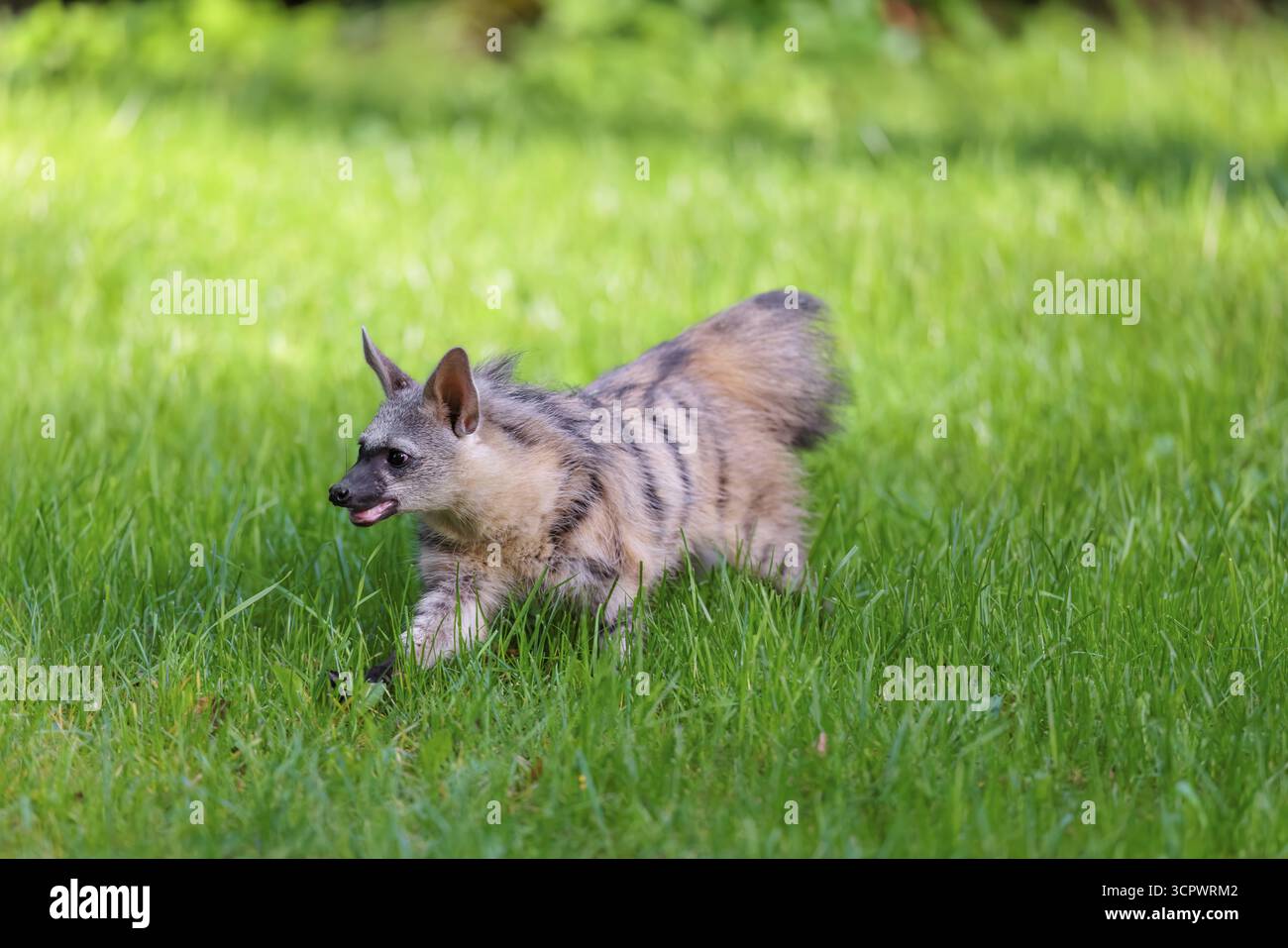 Un loup d'aardwolf (Proteles cristatus) traverse une prairie verte. En arrière-plan se trouve une végétation verte. Captif Banque D'Images