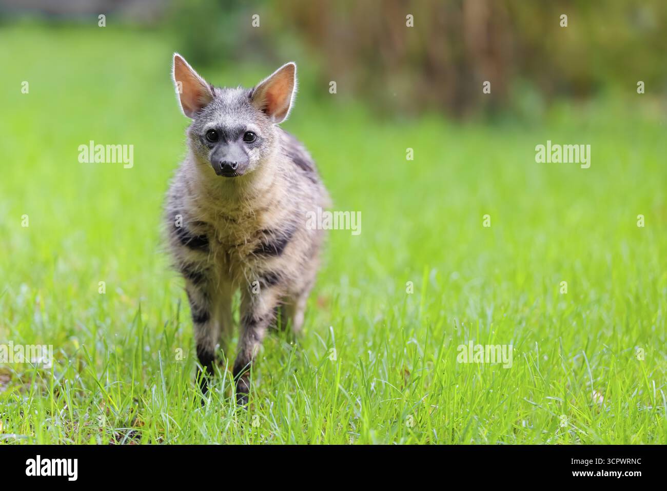Un loup d'aardwolf (Proteles cristatus) se tient dans un pré vert, regardant la caméra. En arrière-plan se trouve une végétation verte. Captif Banque D'Images