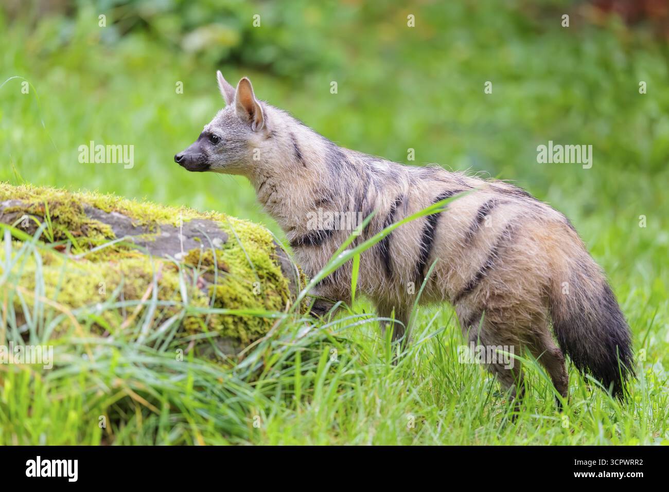 Un loup de mer (Proteles cristatus) se dresse dans un pré vert derrière un rocher mousselé à la lisière de la forêt. Captif Banque D'Images