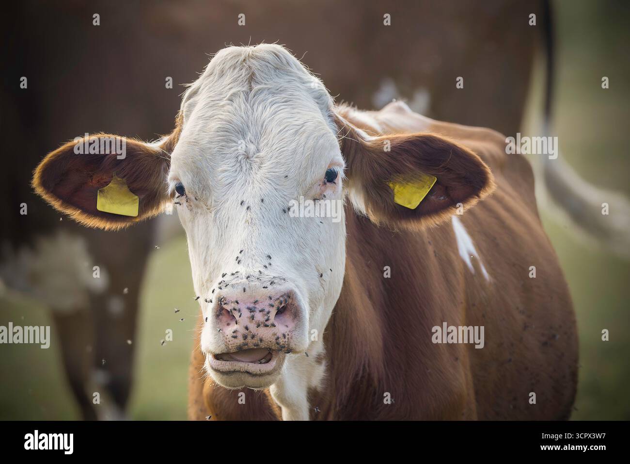 gros plan portrait d'une vache mâchant, couverte de nombreuses mouches, dans un environnement agricole naturel Banque D'Images