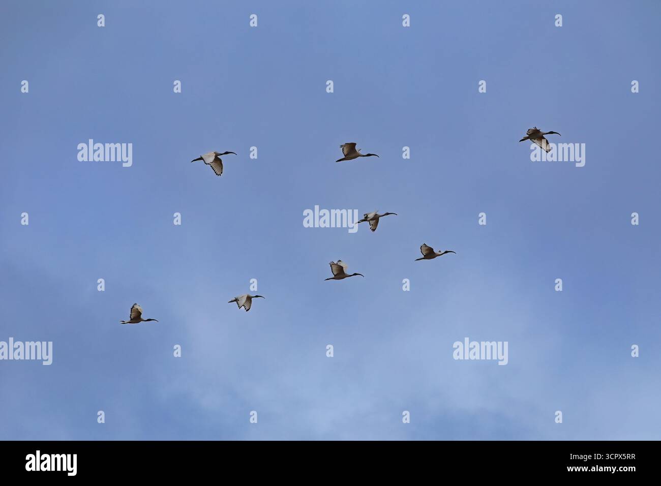 ibis sacré en vol, au-dessus de okavango au botswana, groupe sauvage africain en migration d'oiseaux, Banque D'Images ibis sacré en vol, au-dessus de okavango au botswana, groupe sauvage africain en migration d'oiseaux, Banque D'Images
