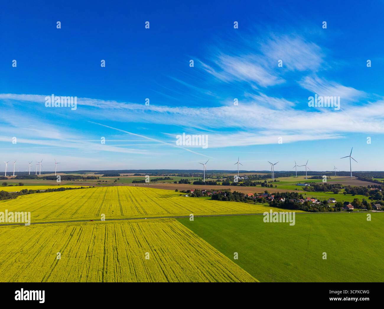 Biegen, Allemagne. 28 septembre 2025. La moutarde blanche (Sinapis alba) fleurit jaune vif dans les champs de l'est du Brandebourg (photo aérienne prise avec un drone). La moutarde blanche est souvent cultivée comme culture intermédiaire en agriculture pour retenir les nutriments dans le sol. Le système racinaire profond des plantes relâche le sol, empêche l'érosion et contribue à la formation d'humus. Crédit : Patrick Pleul/dpa/Alamy Live News Banque D'Images