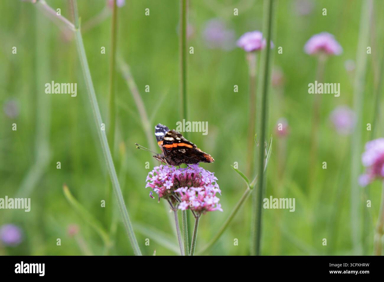 Un papillon amiral rouge (Vanessa atalanta) est perché sur un amas de petites fleurs violettes (Verbena bonariensis) sur un fond vert doux. Banque D'Images