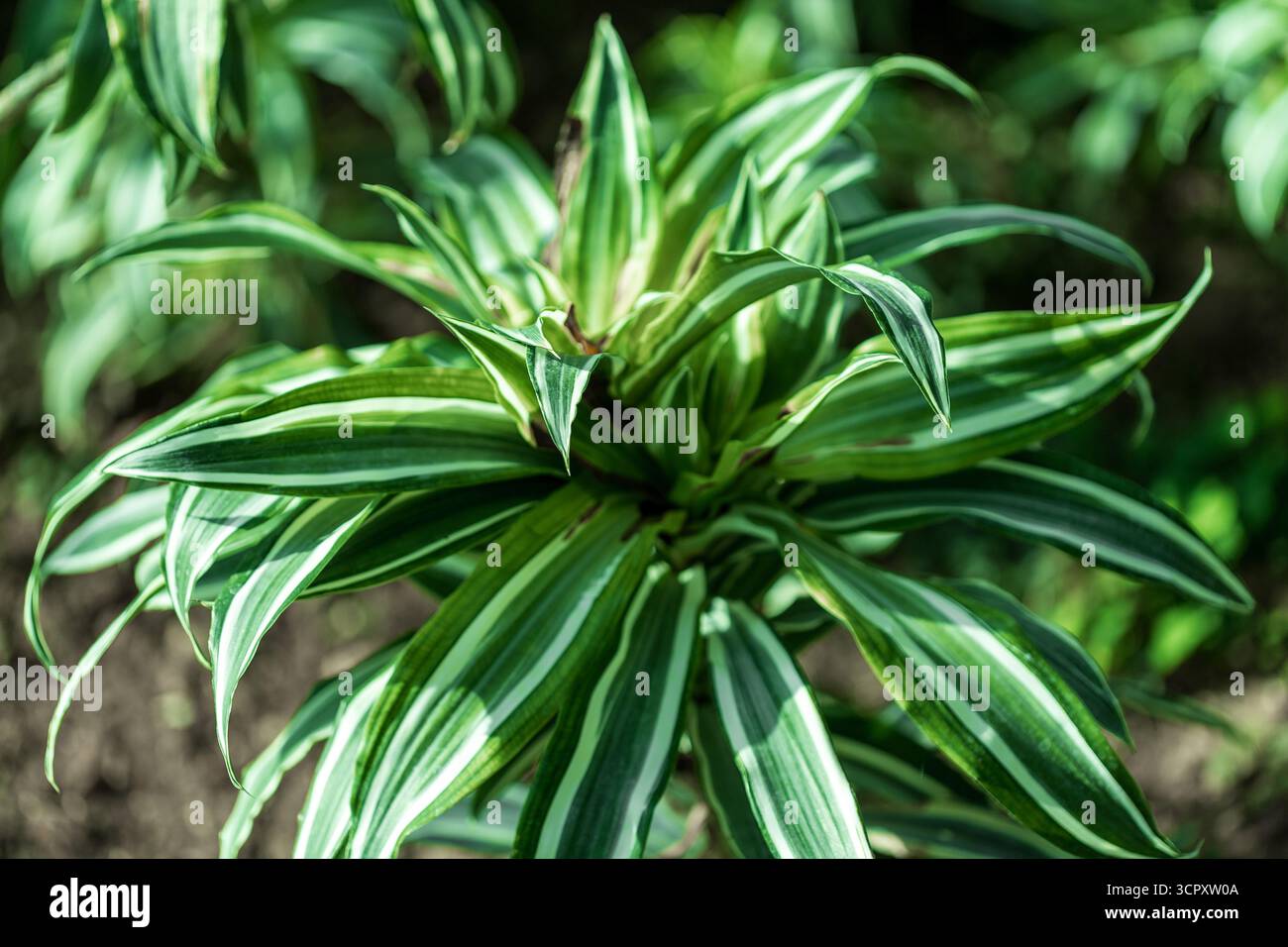 Gros plan, à hauteur des yeux, d'une plante Dracaena panachée avec de longues feuilles en forme de sangles dans des tons de vert et de blanc, sur un dos légèrement flou Banque D'Images