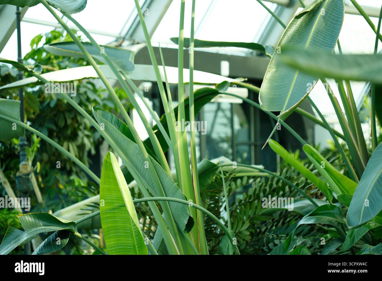Un feuillage vert luxuriant, dominé par de grandes feuilles et de fines tiges, remplit le cadre de ce cadre botanique intérieur. Banque D'Images