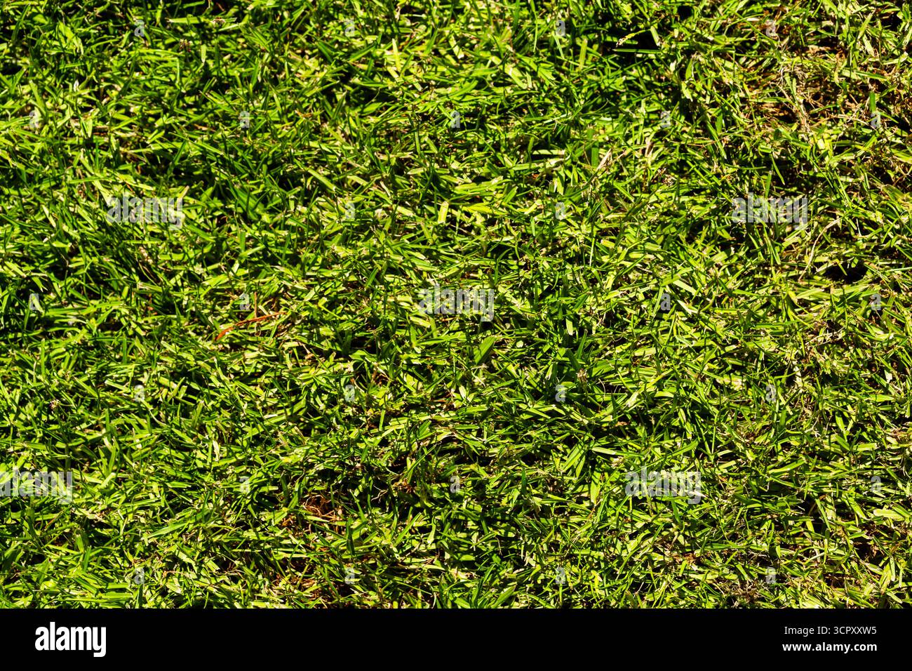 Une image plein écran en gros plan d'herbe verte, montrant des variations de couleur et de texture avec quelques taches brunes. Banque D'Images