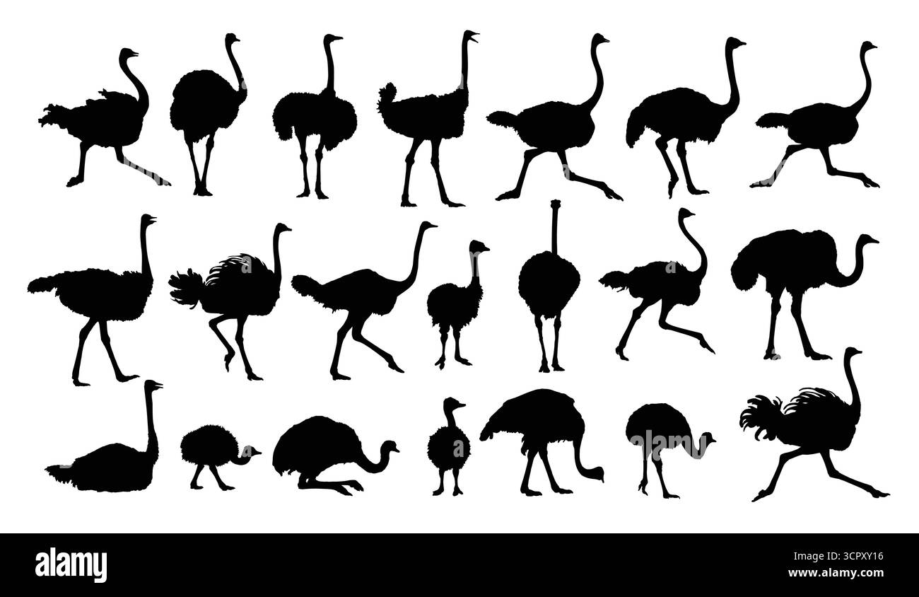 Le grand ensemble de silhouettes d'autruches. Illustration de Vecteur