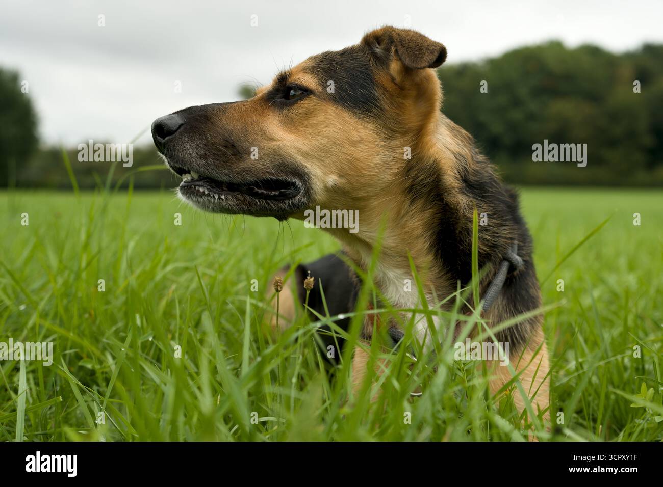 Portrait d'un chien assis sur une prairie Banque D'Images