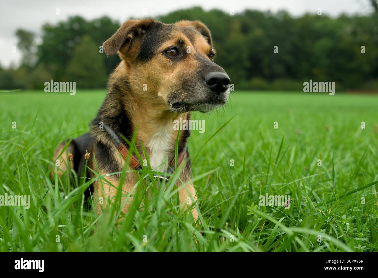 Portrait d'un chien assis sur une prairie Banque D'Images