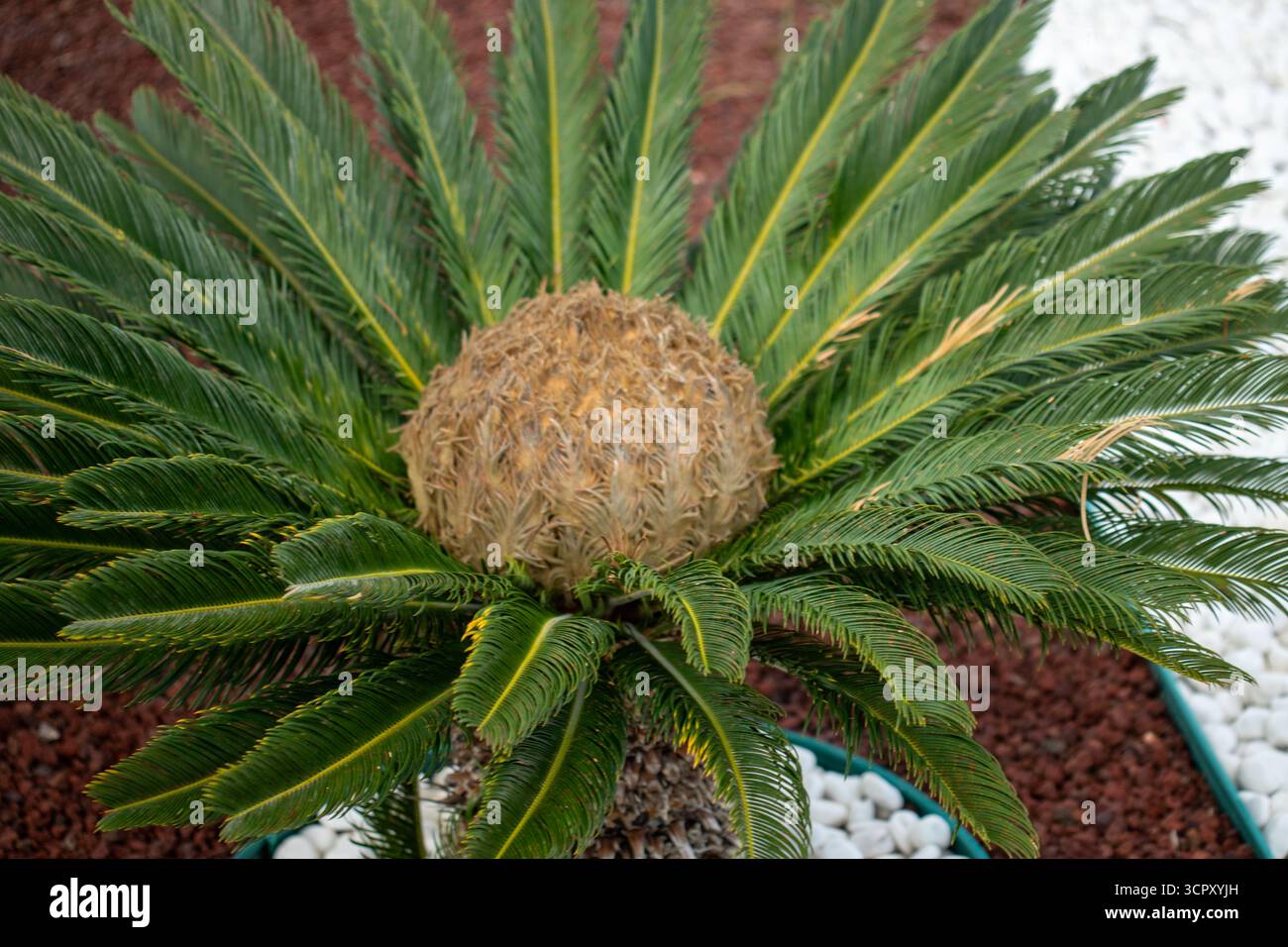 Gros plan d'un palmier sagou avec un grand cône de graines, entouré de frondes vertes, posé sur du gravier rouge et des pierres blanches. Banque D'Images