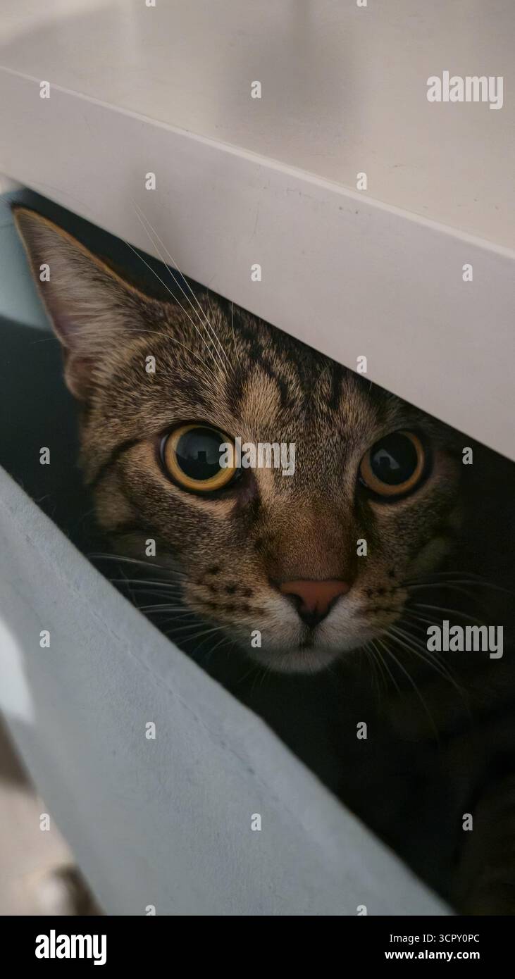 Un chat tabby aux yeux jaunes regarde d'un espace entre une surface blanche et une structure bleu clair, son expression d'alerte partiellement ombragée. Banque D'Images