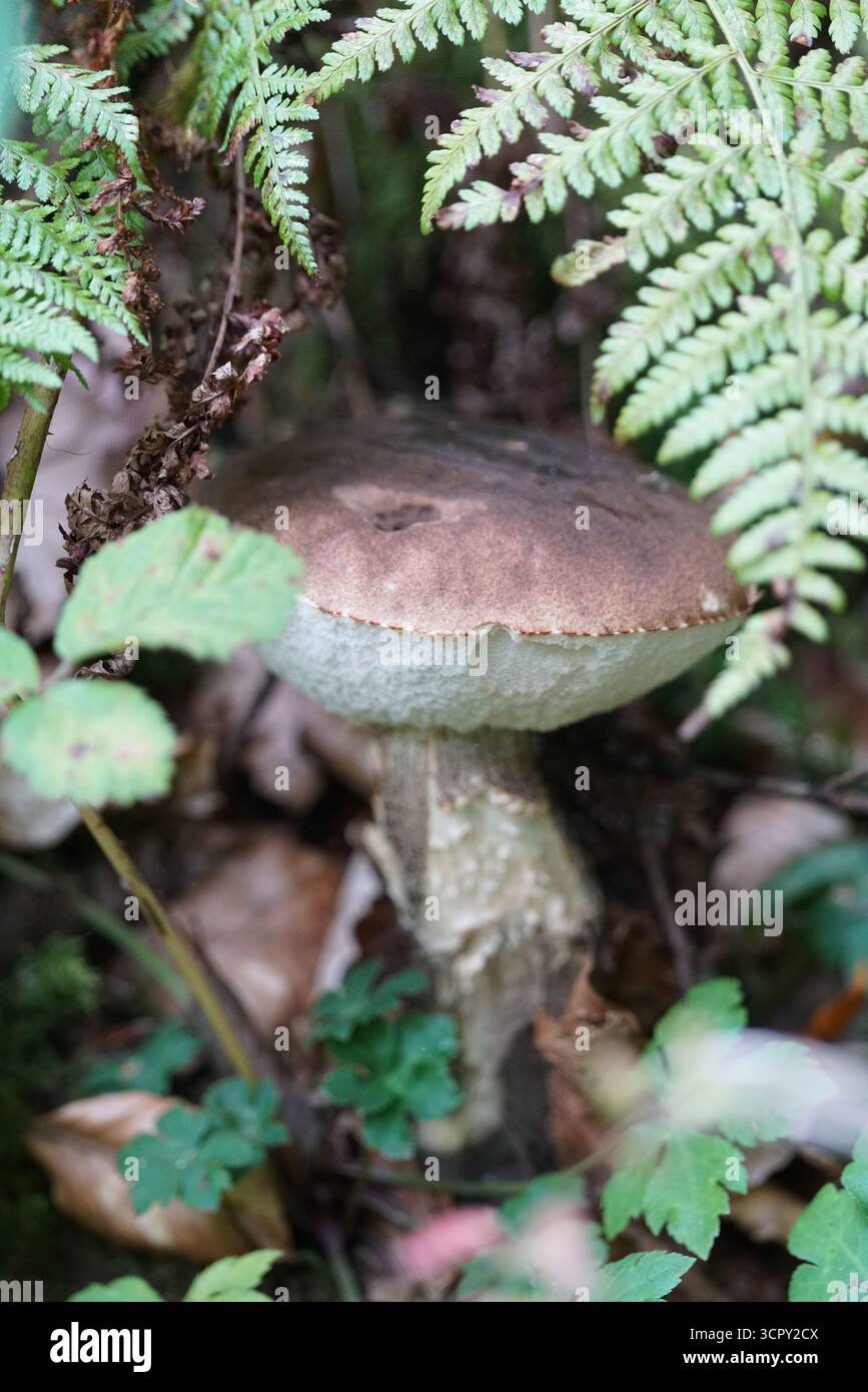 Champignon Boletus avec chapeau brun poussant parmi les feuilles de fougères sur le plancher forestier dans l'habitat boisé. Mary, Holmbury, Angleterre Banque D'Images