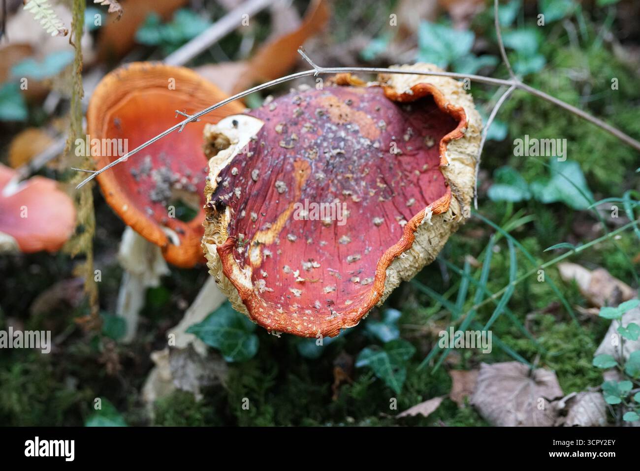 Champignon agarique à mouche vieillissant avec chapeau rouge et bords recourbés sur un sol forestier mousselé, Amanita muscaria. Mary, Holmbury, Angleterre Banque D'Images