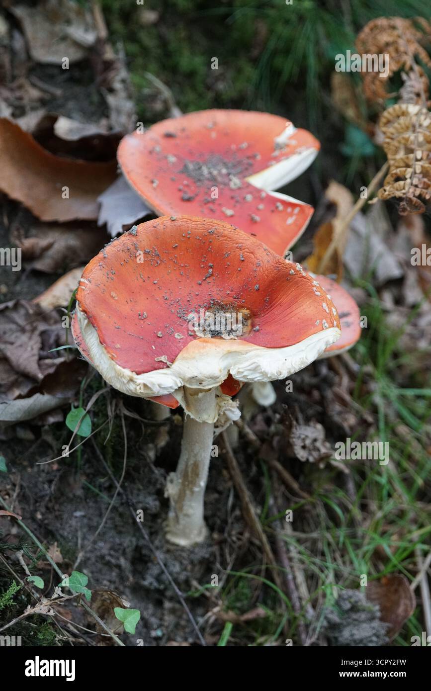 Deux champignons agariques mouches vieillissants avec des chapeaux rouges poussant sur le sol forestier, champignons Amanita muscaria. Mary, Holmbury, Angleterre Banque D'Images