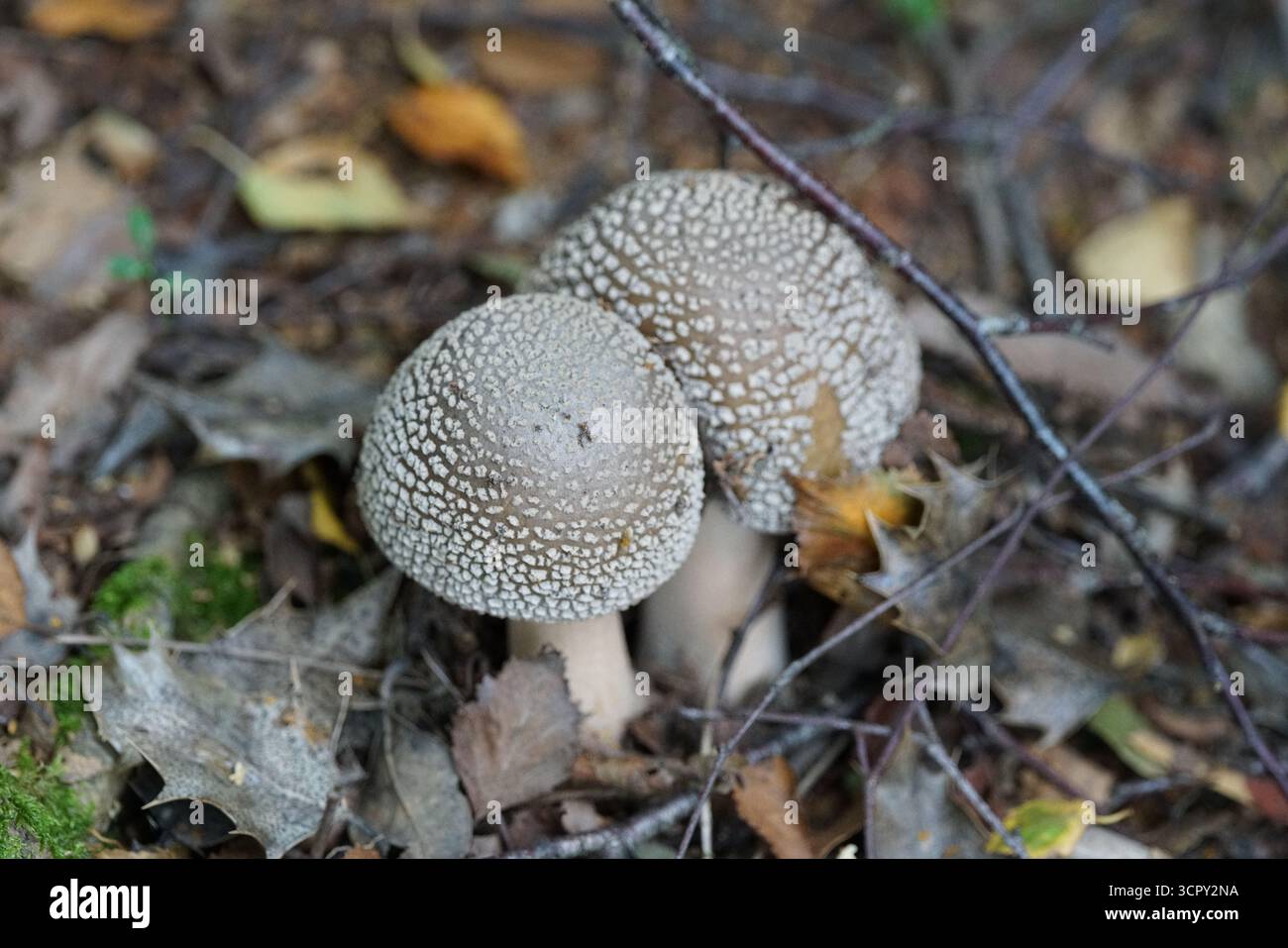 Deux champignons parasol shaggy avec des chapeaux bruns écailleux poussant parmi les feuilles d'automne dans la forêt. Mary, Holmbury, Angleterre Banque D'Images