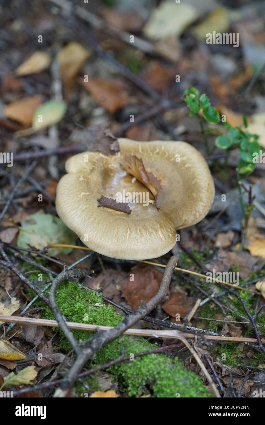 Champignon brun en forme d'entonnoir poussant sur le sol de la forêt moussue parmi les feuilles d'automne. Mary, Holmbury, Angleterre Banque D'Images