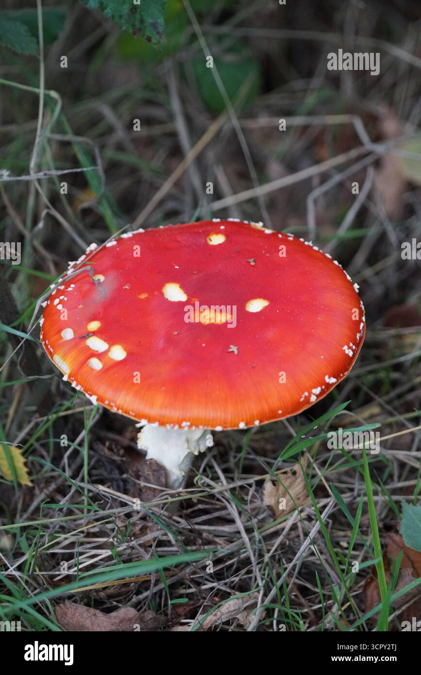 Champignon agarique à mouche mature avec chapeau rouge vif et taches blanches, Amanita muscaria dans les bois. Mary, Holmbury, Angleterre Banque D'Images
