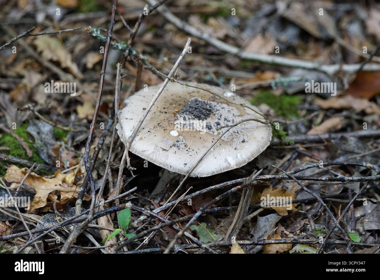 Champignon gris amanita (Amanita excelsa) poussant sur le sol forestier. Mary, Holmbury, Angleterre Banque D'Images