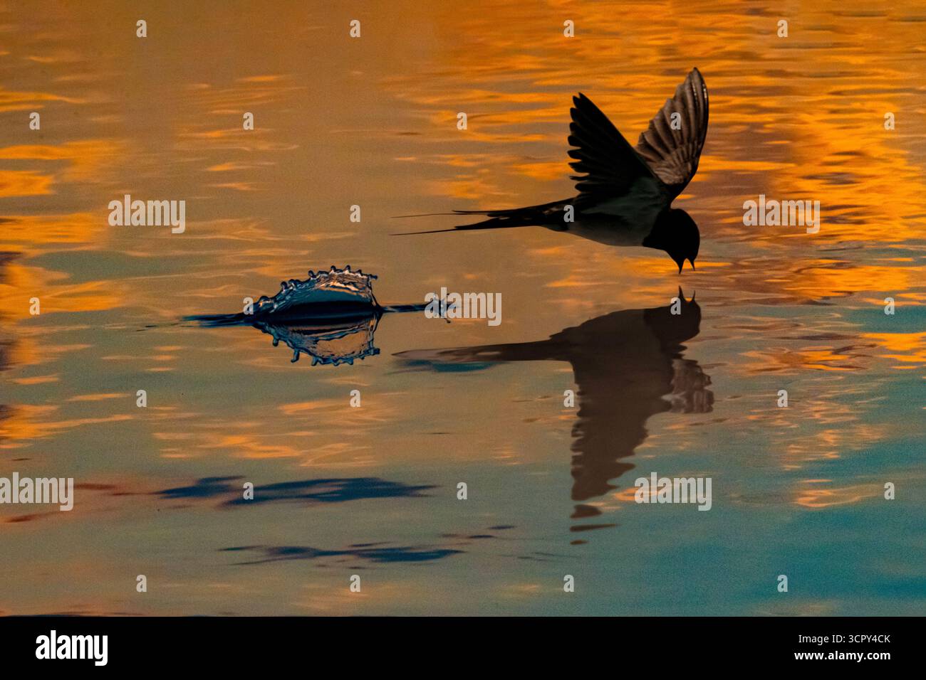 Une hirondelle plonge dans l'eau pour boire le soir au crépuscule avec un coucher de soleil Banque D'Images