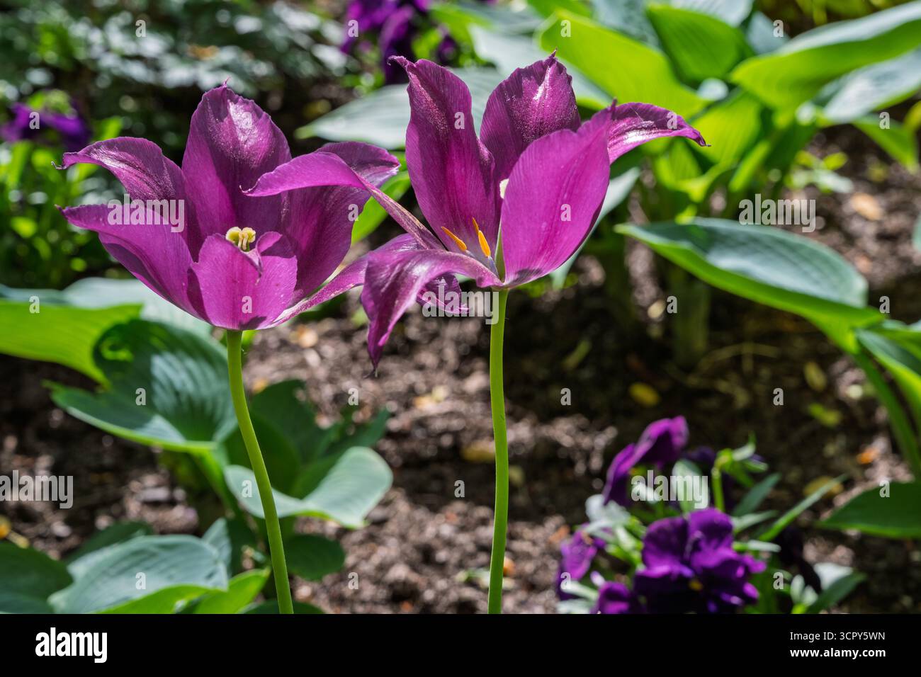 Une photo en gros plan d'une paire de tulipes violettes à fleurs de lis prises dans un parc à Baltimore, Maryland Banque D'Images