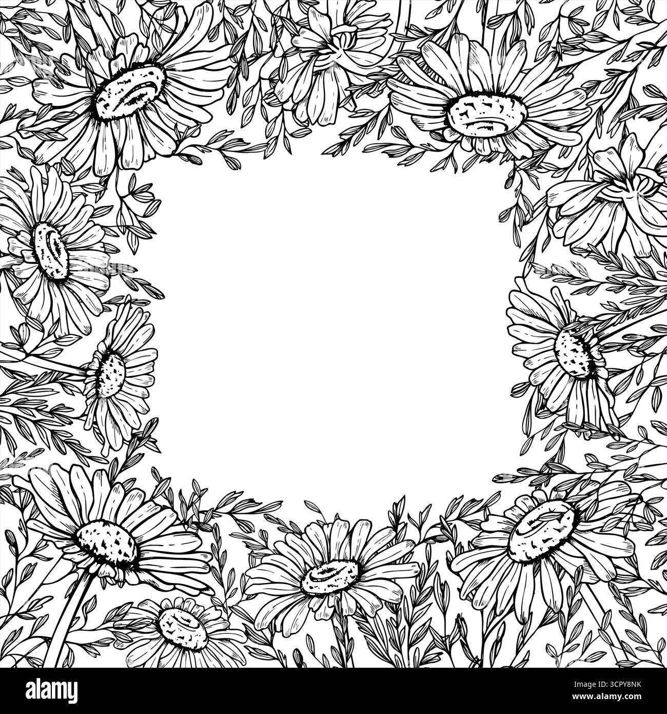 Fleurs de pâquerette monochromes et cadre carré vectoriel épillets avec espace de copie pour le texte. Camomille dessinée à la main, pointe d'herbe de champ Illustration de Vecteur