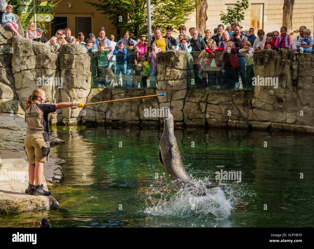 28 septembre 2025, Hesse, Francfort-sur-le-main : un phoque saute hors de l'eau sur un bâton lors d'un repas public. Le jour du zoo, le zoo de Francfort offre aux visiteurs la possibilité d'en savoir plus sur la vie quotidienne au zoo. Photo : Andreas Arnold/dpa Banque D'Images