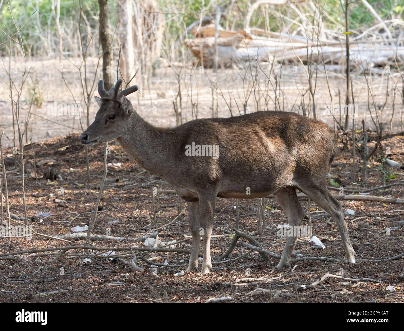 Cerfs du Timor (Rusa timorensis) île de Komodo, Indonésie Banque D'Images