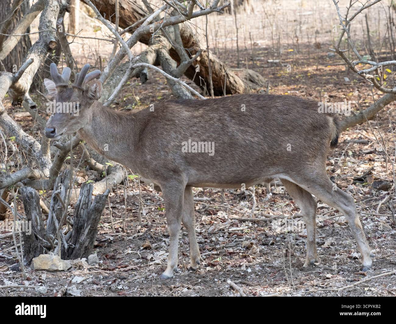Cerfs du Timor (Rusa timorensis) île de Komodo, Indonésie Banque D'Images