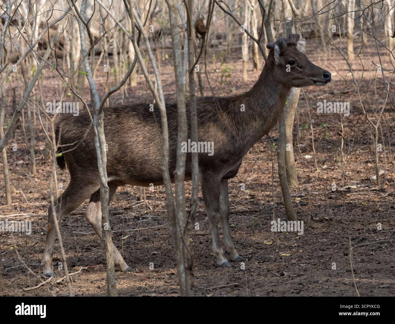 Cerfs du Timor (Rusa timorensis) île de Komodo, Indonésie Banque D'Images