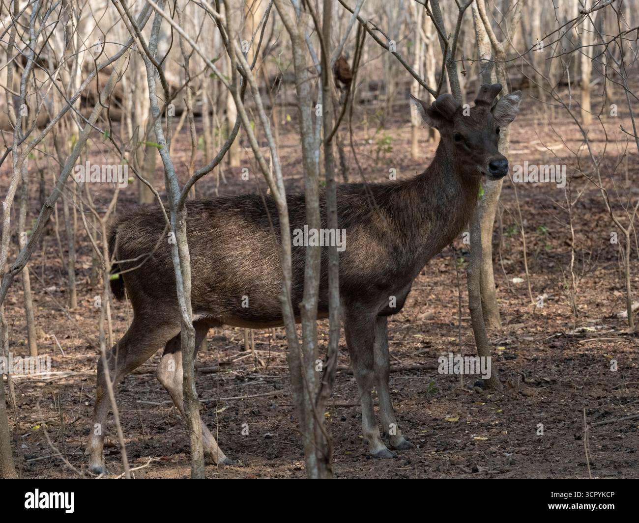 Cerfs du Timor (Rusa timorensis) île de Komodo, Indonésie Banque D'Images