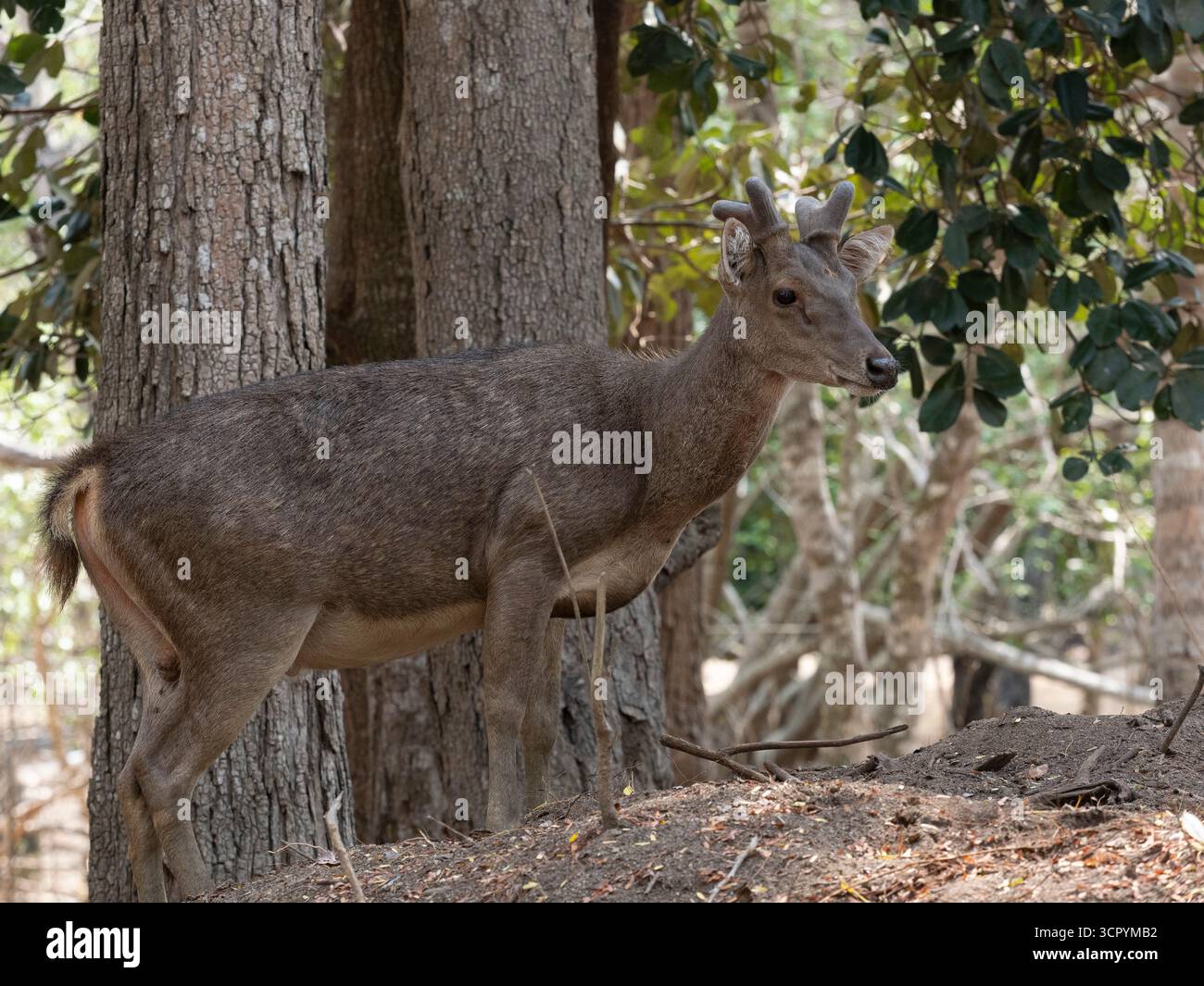 Cerfs du Timor (Rusa timorensis) île de Komodo, Indonésie Banque D'Images