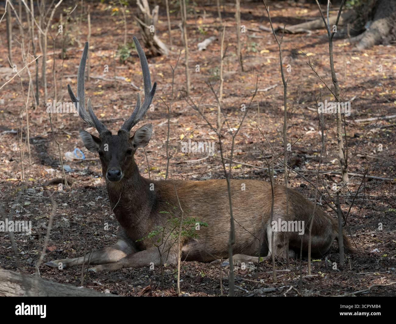 Cerfs du Timor (Rusa timorensis) île de Komodo, Indonésie Banque D'Images