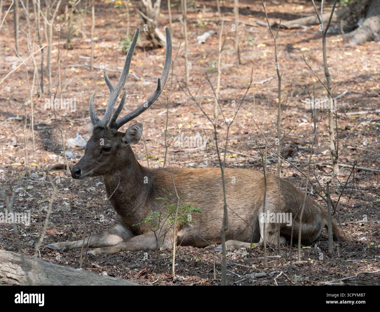 Cerfs du Timor (Rusa timorensis) île de Komodo, Indonésie Banque D'Images