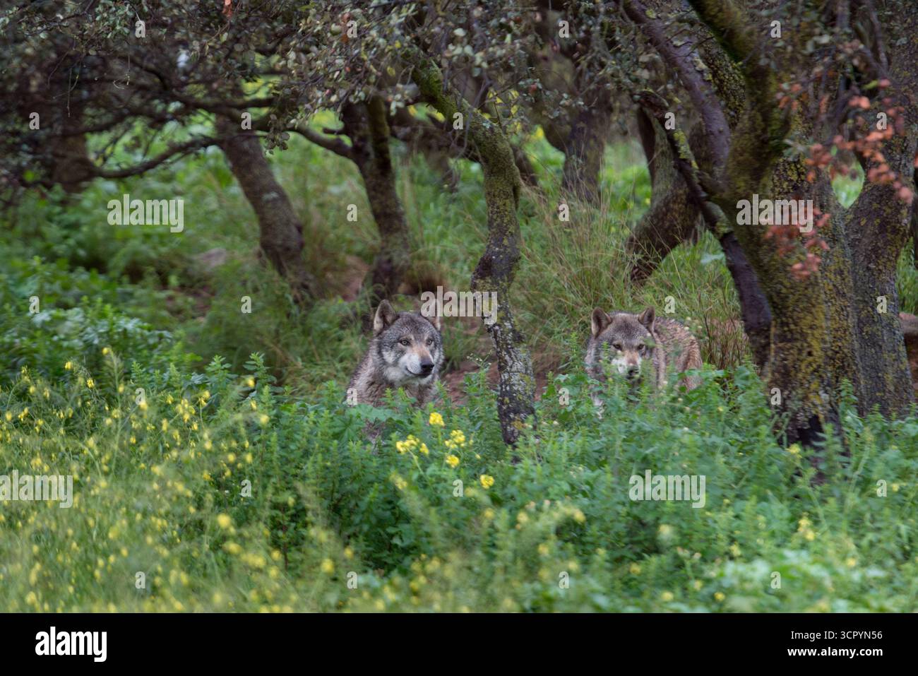 Loup dans le parc de Lobo, Antequera Andalousie, Canis lupus lupus Banque D'Images
